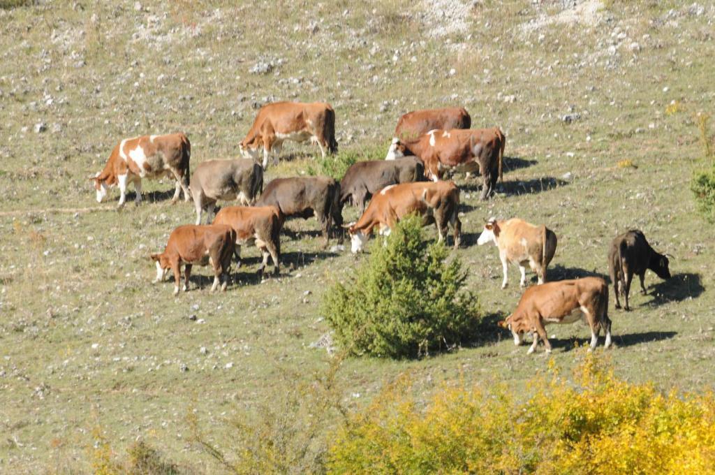 Bio Agriturismo Valle Scannese Villa Scanno Esterno foto
